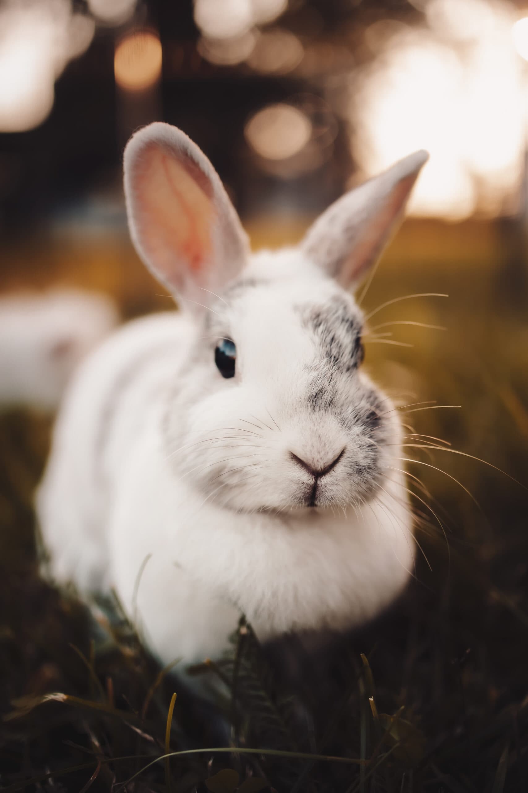 Victoria & Rabbits – Foto 3 von 12